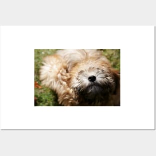 A pure bred Wheaten Terrier puppy dog in a playful mood. Posters and Art